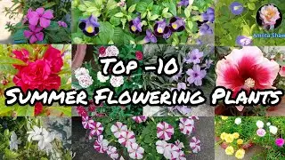 Top -10 Summer Flowering Plants / Best Summer plants