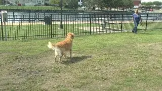 Thomas Stafford Dog Park officially open in downtown