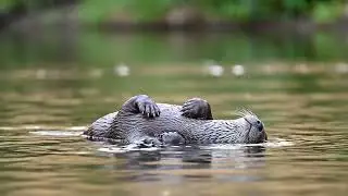 30 Minutes Sleeping Otter with River White Noise | Relaxation & Sleep