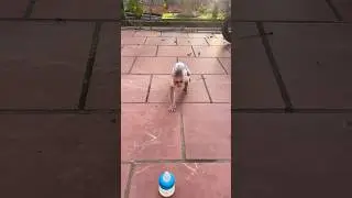Benny the monkey is very smart in finding milk.