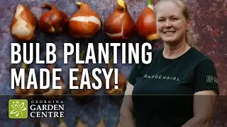 How to Plant Bulbs | When, Where & How for a Beautiful Garden