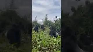 How fast is a Silverback Gorilla In Chest Beating to a Blackback Gorilla?