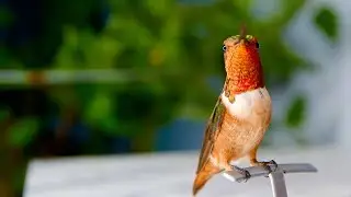 Stunning Hummingbirds in 4k