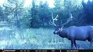 Best of 2022 Trail Cams - MolokoMan Trail Cams