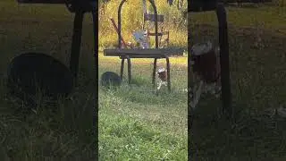 Cans and glass bottle didn&rsquo;t stand a chance #airgunshooting #airgun #airgunworld #airgunlife