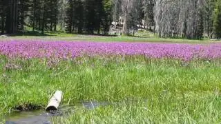Sherman Pass Road Trip (Kern Plateau - Sequoia National Forest)