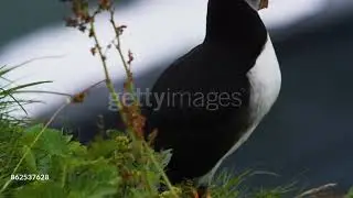 Puffin