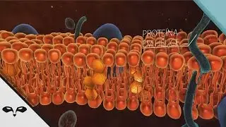 Fluido Extracelular (3D Medical Animation)