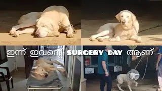 ഇന്ന് ആണ് ഇവന്റെ surgery 😢😭#dogsurgery #petlover #labrador 🐕
