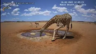 NamibiaCam: Listen to the sound of Giraffe drinking - 26 Jan 2022