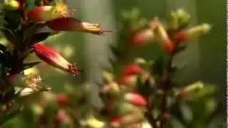 Cigar plants add bright color to fall landscapes