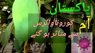 #Pakistan #News #BreakingNews  Mango cultivation hit by Covid -19 in Pakistan