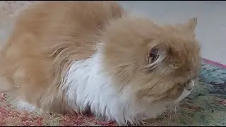 Cute cats, funny cat, funny animals, amazing cat, cat, kittens playing, cat lover, Lily cat