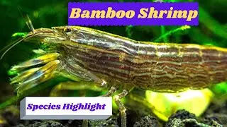 Everything You Need To Know About Bamboo Shrimp Care
