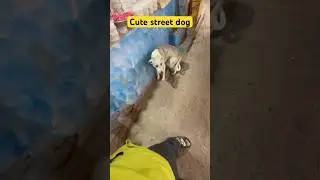 Cute street dog #remix #petsempire #pets #petsrule #funnyanimal #funnypet #funny #petshub #pets