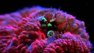 Coral Frenzy LPS Pellet Food