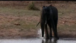 Thirsty Elephant Has the Most Joyful Drink