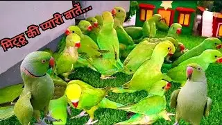 Natural Parrot Sound Videos |Parrot Talking Videos |Talking Parrot Videos | Tanishu Singh Miniature