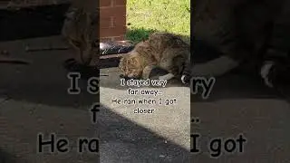 Day 4 of Tom-Tom's journey from Feral to Family #feraltofamily #catrescue #katiecats