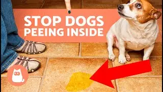 Как отучить собаку писать дома 🐶 (8 советов)