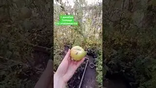 Декабрь,убираюсь в теплице