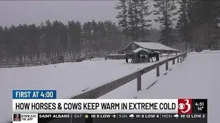 Livestock owners prepare animals for bitter cold with extra feed, shelter