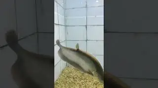 CHITAL FISH #indianfish #youtubeshorts #viralvideo #musiumfish #sciencemuseum