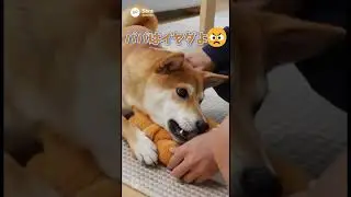 ママとパパには格差がある。柴犬のAiちゃん