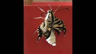 Giant Swallowtail Butterfly