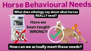 BEHAVIOURAL NEEDS - What Horses Really Need + How To Provide This - Have we been taught wrong?
