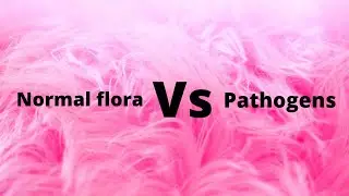 Normal flora Vs pathogens