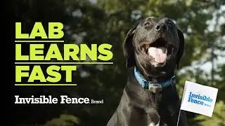 Training a Labrador Retriever to Use the Invisible Fence&reg; Brand System