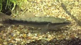Sleepy cod