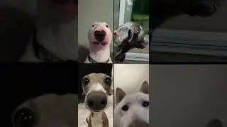 We have to dogs now