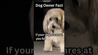 The truth about dogs ( Dog Owner fact )#dog #motivation #new #trending #youtubeshorts