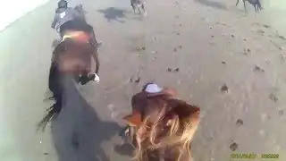 Course &agrave; cheval sur la plage en Camargue