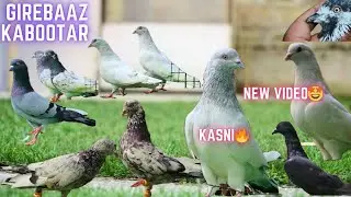 TOP QUALITY HIGHFLYER PIGEONS under 1499/- 😍 pet shop  Hyderabad Girebaaz udne wale jode📲6301027734
