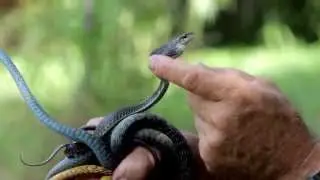 Tree snake identification