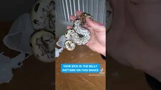 The coolest Ball Python belly pattern😍 #snake #pets #animals #ballpython #shorts #fyp #viral