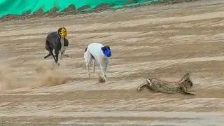 Dog Video - Best Greyhound coursing Race | Greyhound Videos #dog #pets #puppy