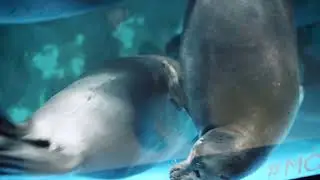 Video 1Behavior of baikal seals1