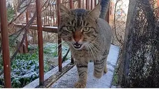Die hungrige Straßenkatze miaute leise in der Kälte. 🥹🖤