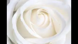 Meierijstad Hymne : 
