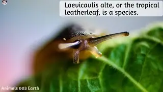 Laevicaulis alte lives in&nbsp;dry areas : the family&nbsp;Veronicellidae |Animals 003 Earth