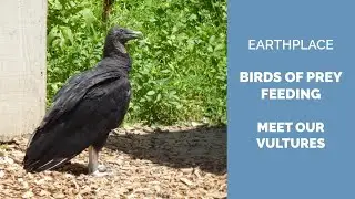 E.T. and Harriet, Vulture Feeding