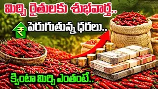 Good news for chili farmers..increasing prices..how much is a quintal of chili..| Good news for c...