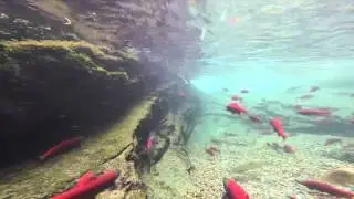 GoPro footage of Spawning Kokanee and Bull Trout at Gold Creek