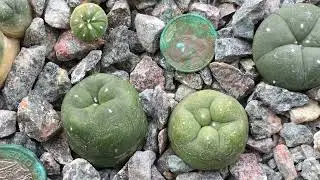 1 YEAR and 11 Months old seedlings update. Various Ariocarpus, Lophophora and Astrophytum