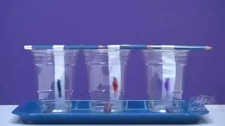 Ink Chromatography at Home - Mad Science