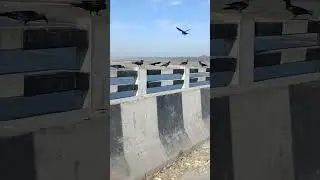 #crow #viralvideo #cow #doglover #animals #farming #viralvideo #viralshorts #reels #recipe #baby